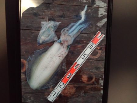 こかわ渡船　雅丸 釣果