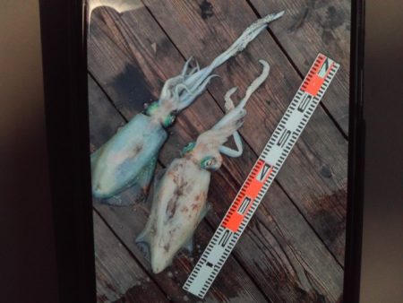 こかわ渡船　雅丸 釣果