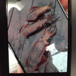 こかわ渡船 雅丸 釣果