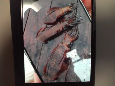 こかわ渡船　雅丸 釣果