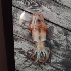 こかわ渡船　雅丸 釣果