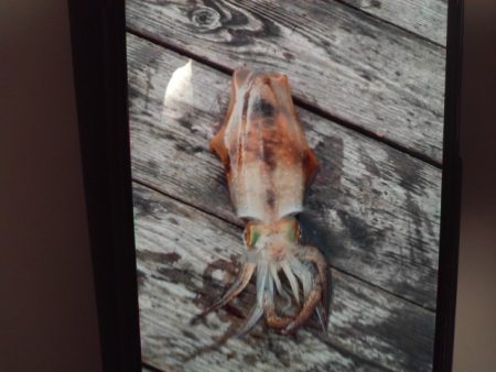 こかわ渡船　雅丸 釣果