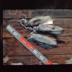 こかわ渡船　雅丸 釣果