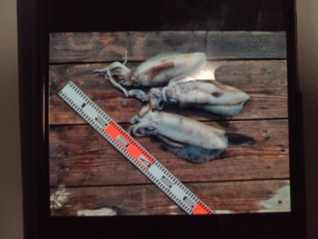 こかわ渡船　雅丸 釣果