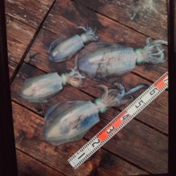 こかわ渡船　雅丸 釣果