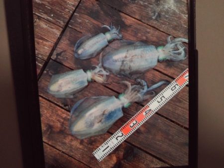 こかわ渡船　雅丸 釣果