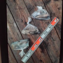 こかわ渡船　雅丸 釣果