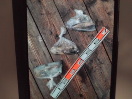 こかわ渡船　雅丸 釣果