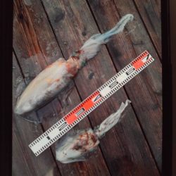 こかわ渡船　雅丸 釣果