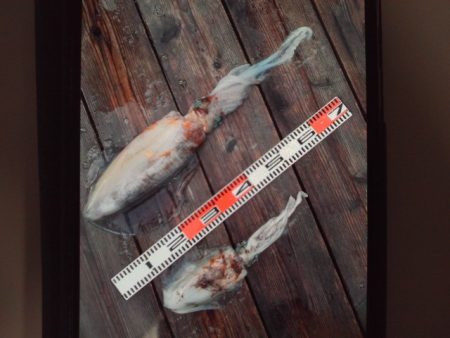 こかわ渡船　雅丸 釣果