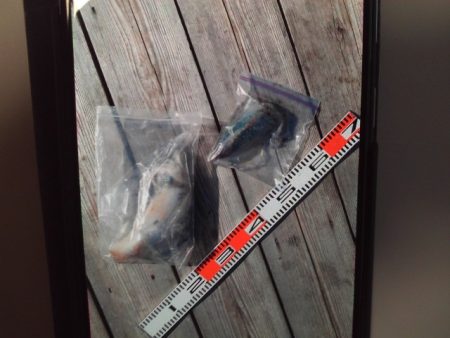 こかわ渡船　雅丸 釣果