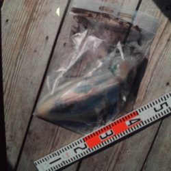 こかわ渡船　雅丸 釣果