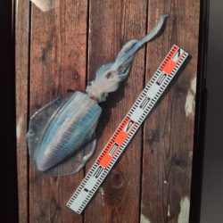 こかわ渡船　雅丸 釣果