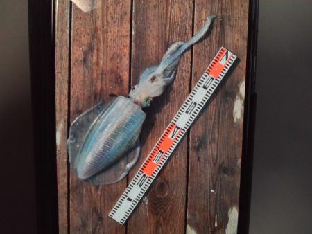 こかわ渡船　雅丸 釣果