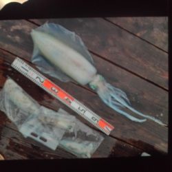 こかわ渡船 雅丸 釣果