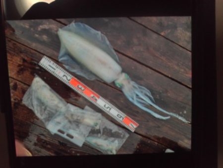 こかわ渡船　雅丸 釣果