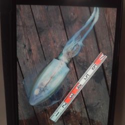 こかわ渡船　雅丸 釣果