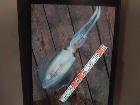 こかわ渡船　雅丸 釣果