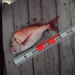 こかわ渡船　雅丸 釣果