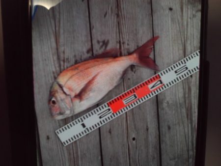 こかわ渡船　雅丸 釣果