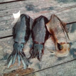 こかわ渡船　雅丸 釣果