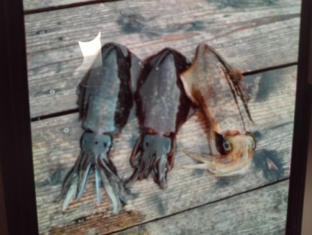 こかわ渡船　雅丸 釣果