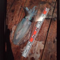 こかわ渡船　雅丸 釣果