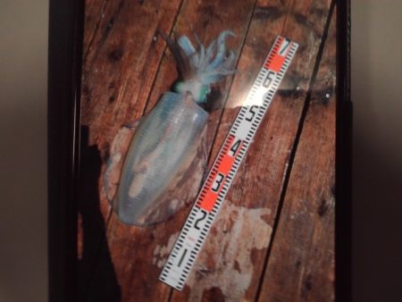 こかわ渡船　雅丸 釣果