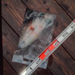 こかわ渡船　雅丸 釣果