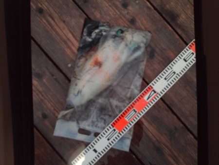 こかわ渡船　雅丸 釣果