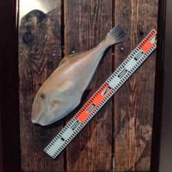 こかわ渡船　雅丸 釣果