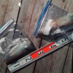 こかわ渡船　雅丸 釣果