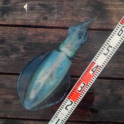 こかわ渡船 雅丸 釣果