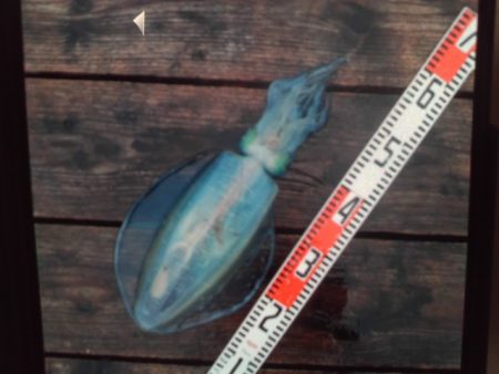 こかわ渡船 雅丸 釣果