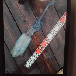 こかわ渡船　雅丸 釣果