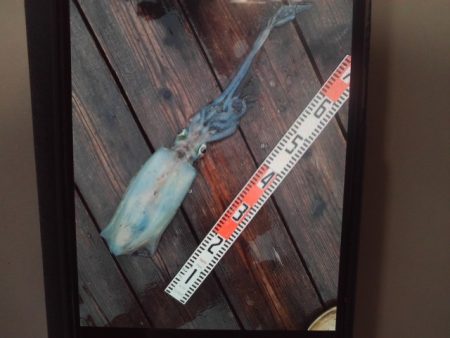 こかわ渡船　雅丸 釣果