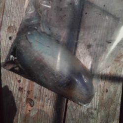 こかわ渡船　雅丸 釣果