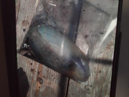 こかわ渡船　雅丸 釣果