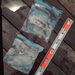 こかわ渡船　雅丸 釣果