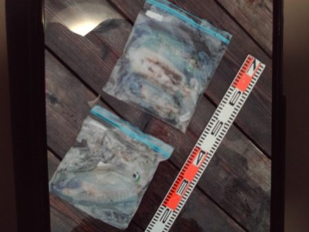 こかわ渡船　雅丸 釣果