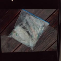 こかわ渡船　雅丸 釣果