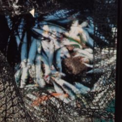 こかわ渡船　雅丸 釣果