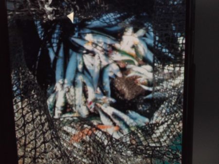 こかわ渡船　雅丸 釣果