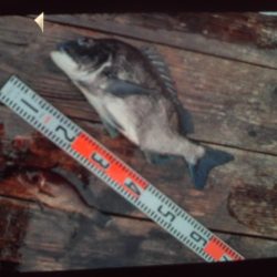 こかわ渡船 雅丸 釣果