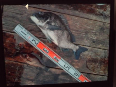 こかわ渡船 雅丸 釣果