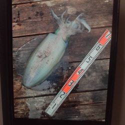 こかわ渡船　雅丸 釣果