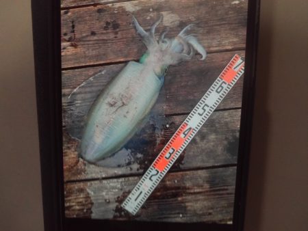 こかわ渡船　雅丸 釣果