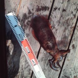 こかわ渡船　雅丸 釣果