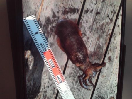 こかわ渡船　雅丸 釣果