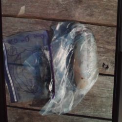 こかわ渡船　雅丸 釣果